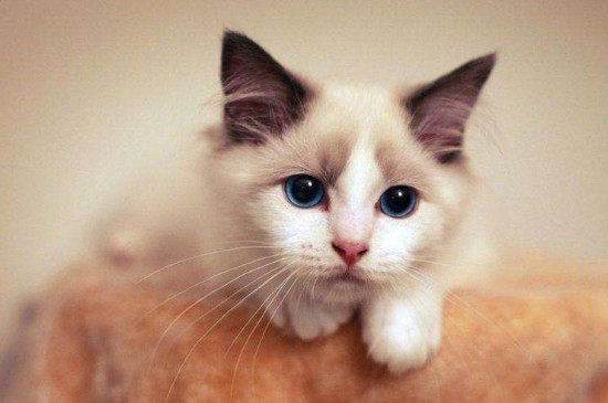 布偶猫能长多大，成年布偶猫能长多少厘米长