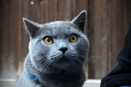 英短蓝猫多少钱一只，单血统一两千双血统价格能上万
