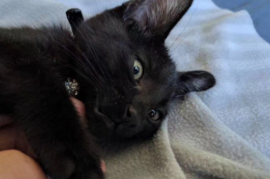 黑色猫猫是什么品种，纯黑色猫咪品种有哪些