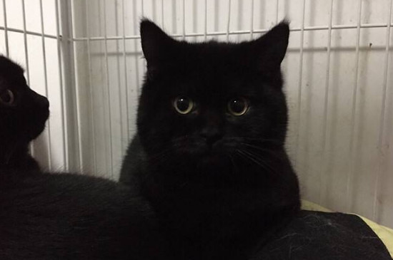 黑色猫猫是什么品种，纯黑色猫咪品种有哪些
