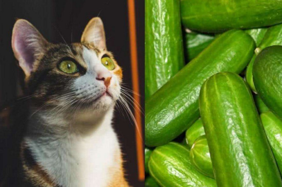 猫为什么怕黄瓜，请不要用黄瓜吓猫了