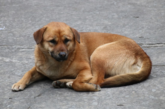中国禁养犬种