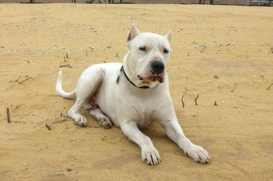 养杜高犬危险吗