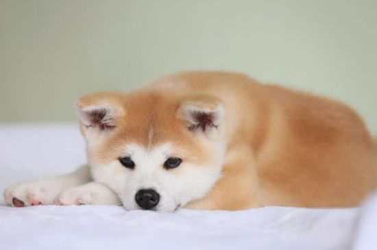 日本秋田犬价格多少钱一只，正宗纯种秋田犬大概多贵