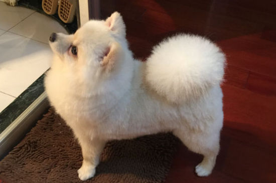 白色宠物狗有什么品种
