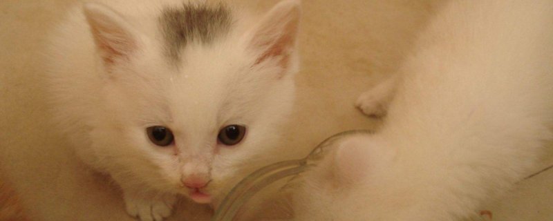 刚出生小猫不张嘴喝奶