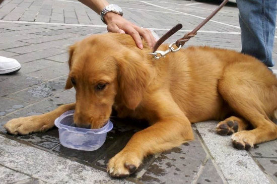 狗大量喝水后死了