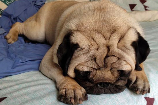 狗狗睡觉鼻子呼吸声重什么原因，狗狗出气粗是怎么回事