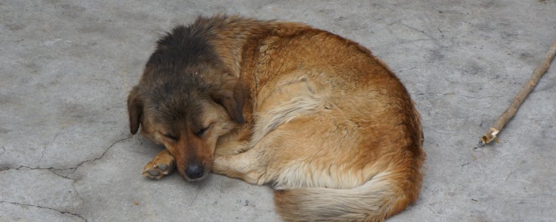 狗狗睡觉鼻子呼吸声重什么原因，狗狗出气粗是怎么回事