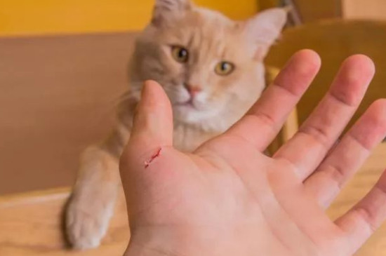 被猫咬了有划痕鼓起来用打疫苗吗