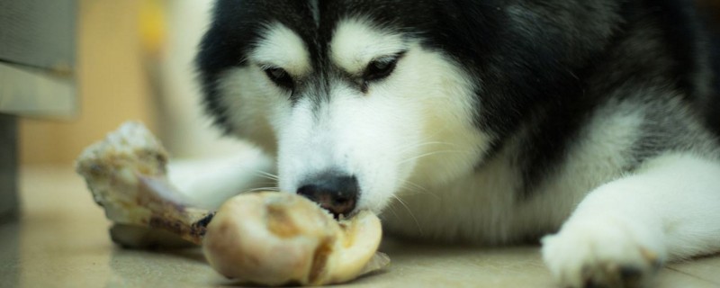 狗吃骨头多久能消化
