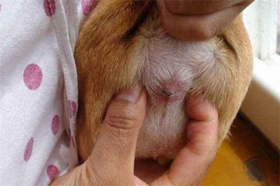 狗的肛门腺在什么位置，狗的肛门腺为什么要挤