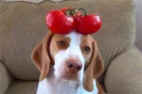 狗狗吃蔬菜要煮熟吗