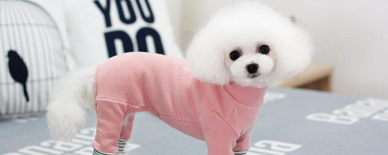 狗狗舌头粉色偏白
