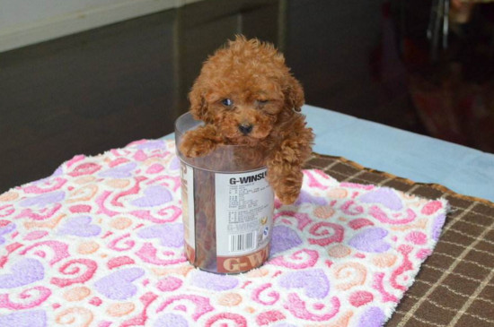 茶杯犬多少钱一只，一只茶杯犬的价格是多少