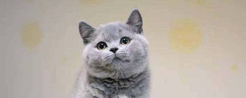 英短蓝猫有白色杂毛