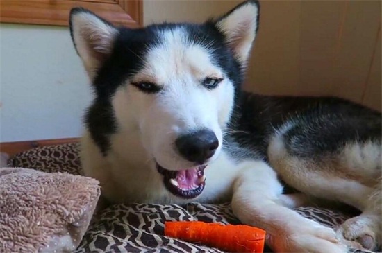 宠物狗可以吃红萝卜吗