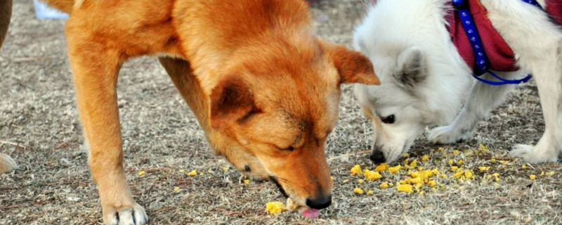 宠物狗可以吃红萝卜吗