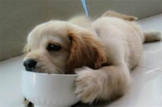 狗可以喝粥吗