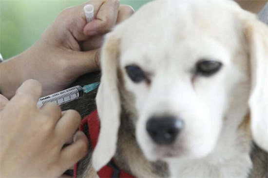 狗狂犬病疫苗打几针