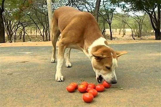 狗能吃番茄酱吗