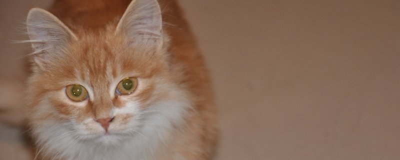 猫眼屎红褐色