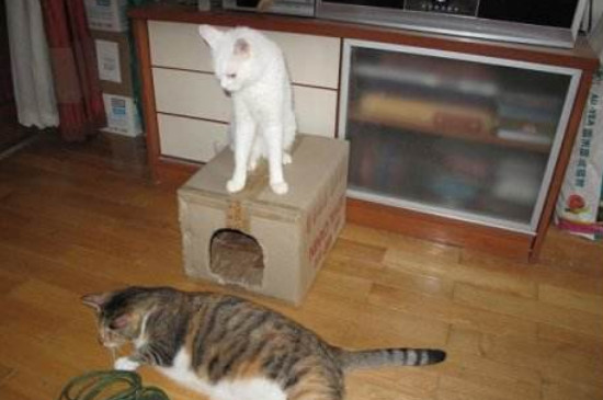 用纸箱给猫做房子