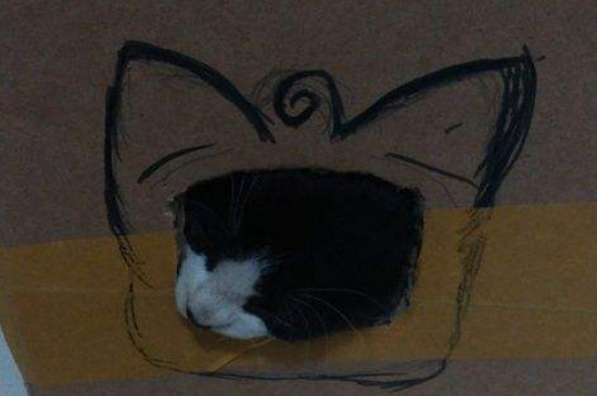 用纸箱给猫做房子