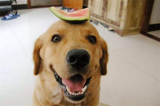 狗能吃生姜吗