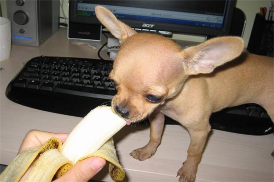 狗能吃香蕉皮吗