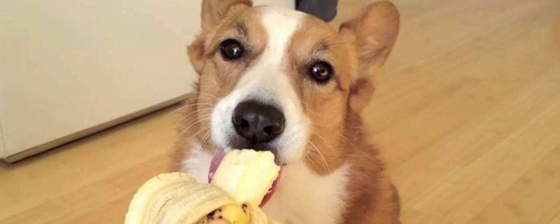 狗能吃香蕉皮吗