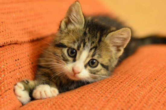 猫吐猫粮是什么原因引起的？