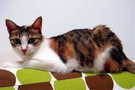 如何杜绝猫爬床上