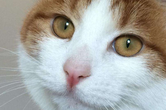 猫的鼻子特别红