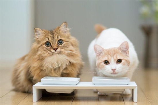 三个月猫咪一天吃多少