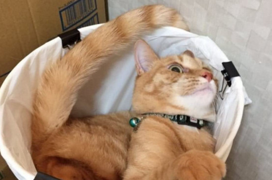 猫吃塑料袋是怎么回事