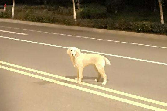 流浪狗跟着人走寓意