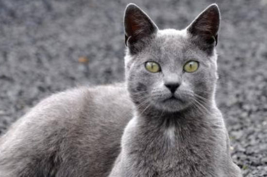 全身灰色的猫是什么猫