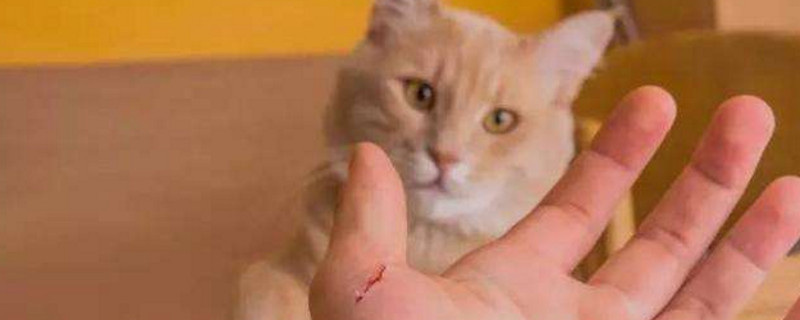 被打过疫苗的猫抓伤渗了一点点血怎么办，要打针吗