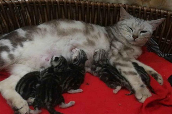母猫为什么吃小猫