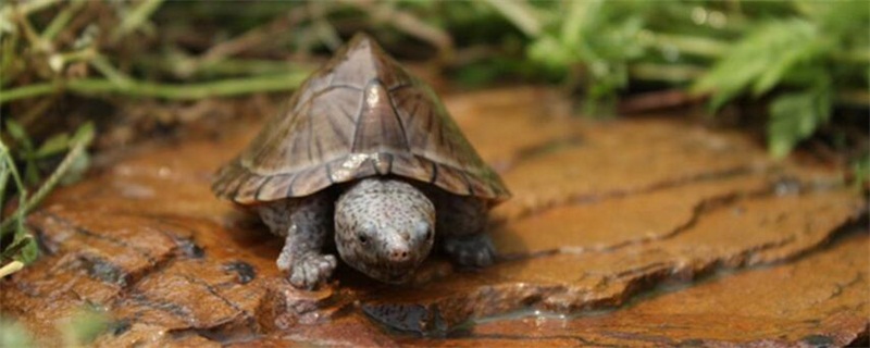 乌龟缺水多久会死
