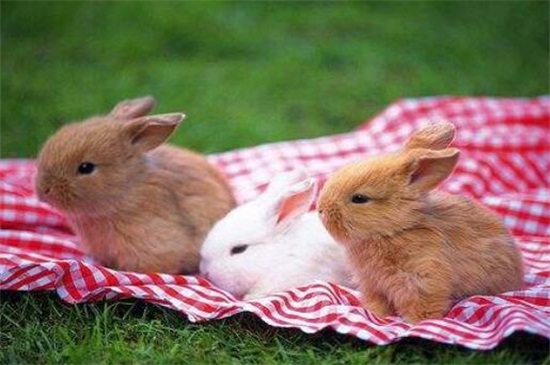 兔子会不会想主人