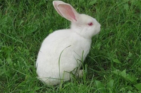 兔子亲人吗