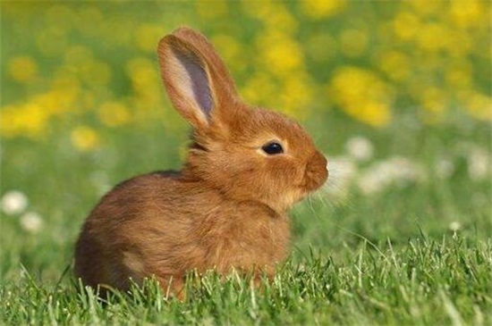 兔子生产前的表现