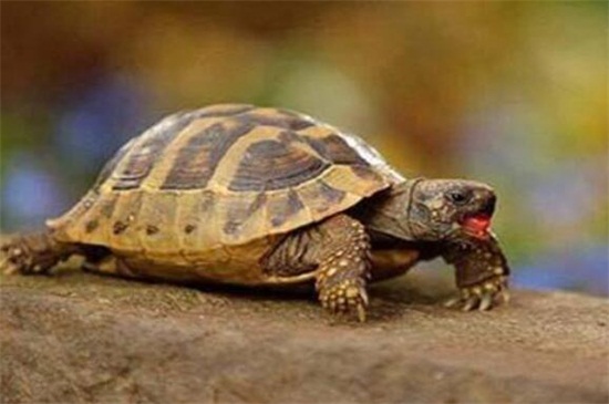 乌龟是群居动物吗
