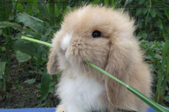 兔子能吃菠萝吗