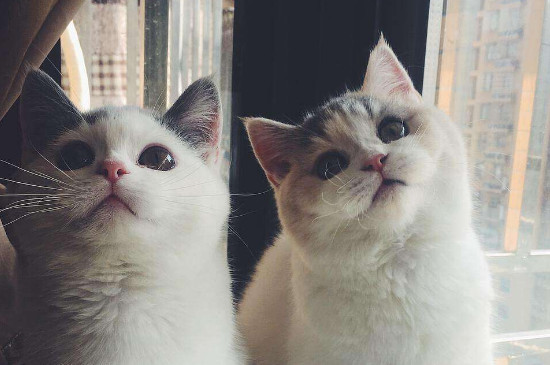 双血统猫啥意思