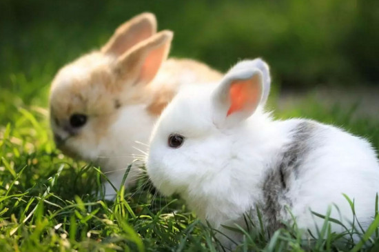 兔子不爱吃食怎么回事