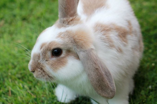 兔子的外形特征