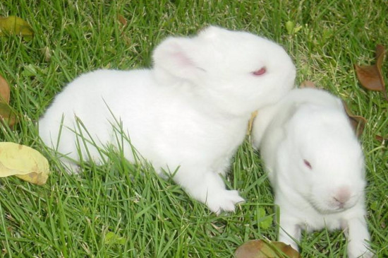 兔子粪便怎么清理